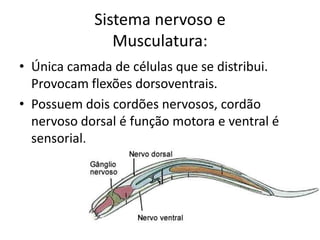 Sistema nervoso e
               Musculatura:
• Única camada de células que se distribui.
  Provocam flexões dorsoventrais.
• Possuem dois cordões nervosos, cordão
  nervoso dorsal é função motora e ventral é
  sensorial.
 