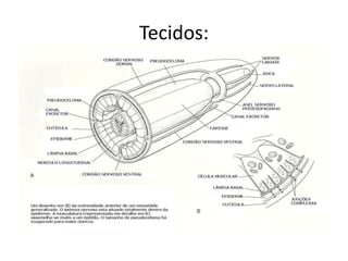 Tecidos:
 