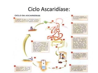Ciclo Ascaridíase:
 
