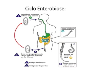 Ciclo Enterobiose:
 