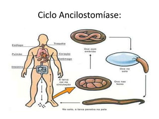 Ciclo Ancilostomíase:
 