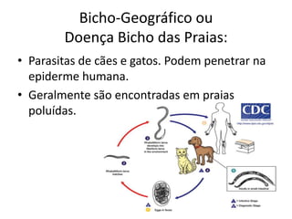 Bicho-Geográfico ou
        Doença Bicho das Praias:
• Parasitas de cães e gatos. Podem penetrar na
  epiderme humana.
• Geralmente são encontradas em praias
  poluídas.
 