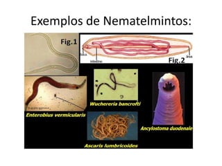 Exemplos de Nematelmintos:
 