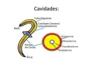 Cavidades:
 