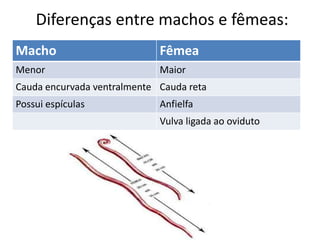 Diferenças entre machos e fêmeas:
Macho                        Fêmea
Menor                        Maior
Cauda encurvada ventralmente Cauda reta
Possui espículas             Anfielfa
                             Vulva ligada ao oviduto
 