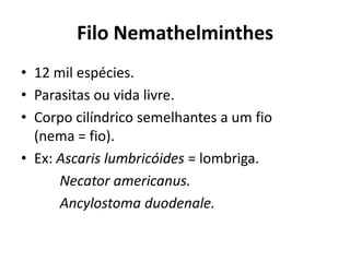 Filo Nemathelminthes
• 12 mil espécies.
• Parasitas ou vida livre.
• Corpo cilíndrico semelhantes a um fio
  (nema = fio).
• Ex: Ascaris lumbricóides = lombriga.
      Necator americanus.
      Ancylostoma duodenale.
 