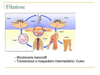 Filariose Wuchereria bancrofti Transmissor e hospedeiro intermediário:  Culex 