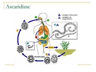 Ascaridíase 