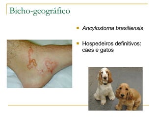 Bicho-geográfico Ancylostoma brasiliensis Hospedeiros definitivos: cães e gatos 