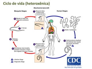 Ciclo de vida (heteroxênica)
 