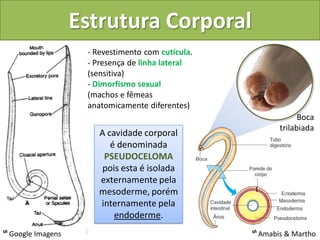 Estrutura Corporal
                         - Revestimento com cutícula.
                         - Presença de linha lateral
                         (sensitiva)
                         - Dimorfismo sexual
                         (machos e fêmeas
                         anatomicamente diferentes)
                                                                     Boca
                                                               trilabiada
                            A cavidade corporal
                               é denominada
                             PSEUDOCELOMA
                             pois esta é isolada
                            externamente pela
                            mesoderme, porém
                            internamente pela
                                endoderme.
ᔥ Science Imagens
  Google Photo Library                                  ᔥ Amabis & Martho
 