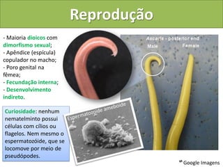 Reprodução
- Maioria dioicos com
dimorfismo sexual;
- Apêndice (espícula)
copulador no macho;
- Poro genital na
fêmea;
- Fecundação interna;
- Desenvolvimento
indireto.

Curiosidade: nenhum
nematelminto possui
células com cílios ou
flagelos. Nem mesmo o
espermatozóide, que se
locomove por meio de
pseudópodes.
                                      ᔥ Google Imagens
 