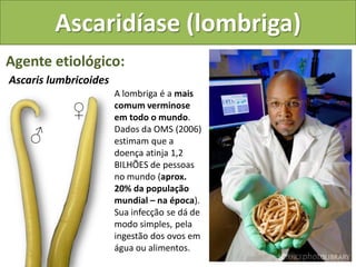 Ascaridíase (lombriga)
Agente etiológico:
Ascaris lumbricoides
                       A lombriga é a mais
            ♀          comum verminose
                       em todo o mundo.
                       Dados da OMS (2006)
    ♂                  estimam que a
                       doença atinja 1,2
                       BILHÕES de pessoas
                       no mundo (aprox.
                       20% da população
                       mundial – na época).
                       Sua infecção se dá de
                       modo simples, pela
                       ingestão dos ovos em
                       água ou alimentos.
 