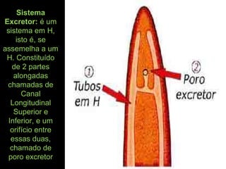 Sistema
Excretor: é um
sistema em H,
isto é, se
assemelha a um
H. Constituído
de 2 partes
alongadas
chamadas de
Canal
Longitudinal
Superior e
Inferior, e um
orifício entre
essas duas,
chamado de
poro excretor
 