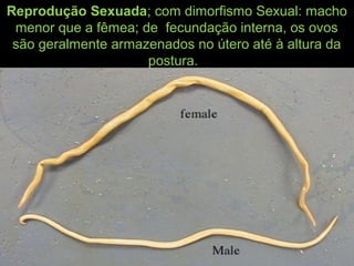 Reprodução Sexuada; com dimorfismo Sexual: macho
menor que a fêmea; de fecundação interna, os ovos
são geralmente armazenados no útero até à altura da
postura.
 