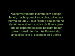 •Desenvolvimento indireto com estágio
larval; macho possuí espículas quitinosas
(forma de um V), que fixam o seu corpo no
da fêmea e abrem a vulva da fêmea para
que os espermatozóides possam nadar
para o canal uterino. As fêmeas são
anfidelfas, isto é, possuem dois úteros
 