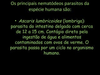 Os principais nematódeos parasitos da
espécie humana são:
• Ascaris lumbricoides (lombriga):
parasita do intestino delgado com cerca
de 12 a 15 cm. Contágio direto pela
ingestão de água e alimentos
contaminados com ovos de verme. O
parasita passa por um ciclo no organismo
humano.
 