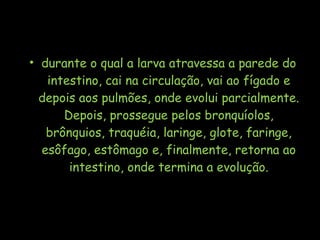 • durante o qual a larva atravessa a parede do
intestino, cai na circulação, vai ao fígado e
depois aos pulmões, onde evolui parcialmente.
Depois, prossegue pelos bronquíolos,
brônquios, traquéia, laringe, glote, faringe,
esôfago, estômago e, finalmente, retorna ao
intestino, onde termina a evolução.
 