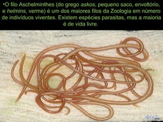 •O filo Aschelminthes (do grego askos, pequeno saco, envoltório,
e helmins, verme) é um dos maiores filos da Zoologia em número
de indivíduos viventes. Existem espécies parasitas, mas a maioria
é de vida livre.
 