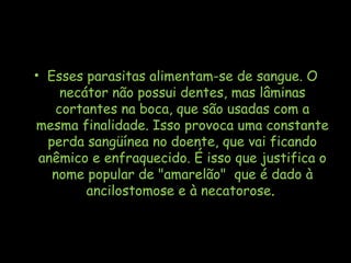 • Esses parasitas alimentam-se de sangue. O
necátor não possui dentes, mas lâminas
cortantes na boca, que são usadas com a
mesma finalidade. Isso provoca uma constante
perda sangüínea no doente, que vai ficando
anêmico e enfraquecido. É isso que justifica o
nome popular de "amarelão" que é dado à
ancilostomose e à necatorose.
 
