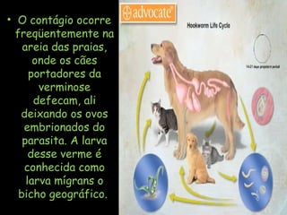 • O contágio ocorre
freqüentemente na
areia das praias,
onde os cães
portadores da
verminose
defecam, ali
deixando os ovos
embrionados do
parasita. A larva
desse verme é
conhecida como
larva mígrans o
bicho geográfico.
 