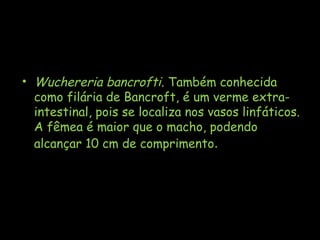 • Wuchereria bancrofti. Também conhecida
como filária de Bancroft, é um verme extra-
intestinal, pois se localiza nos vasos linfáticos.
A fêmea é maior que o macho, podendo
alcançar 10 cm de comprimento.
 