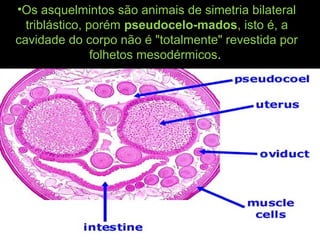 •Os asquelmintos são animais de simetria bilateral
triblástico, porém pseudocelo-mados, isto é, a
cavidade do corpo não é "totalmente" revestida por
folhetos mesodérmicos.
 