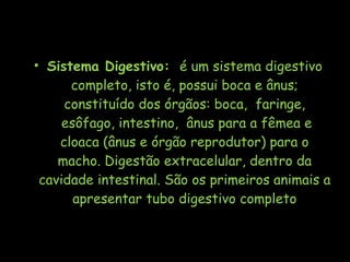 • Sistema Digestivo: é um sistema digestivo
completo, isto é, possui boca e ânus;
constituído dos órgãos: boca, faringe,
 esôfago, intestino, ânus para a fêmea e
cloaca (ânus e órgão reprodutor) para o
macho. Digestão extracelular, dentro da
cavidade intestinal. São os primeiros animais a
apresentar tubo digestivo completo
 
