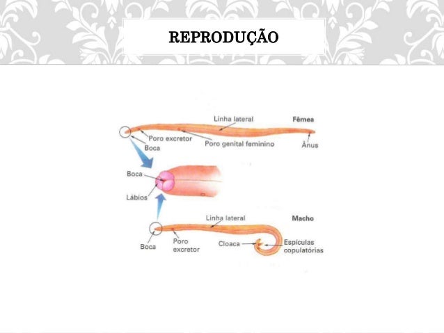 Resultado de imagem para nematelmintos reprodução