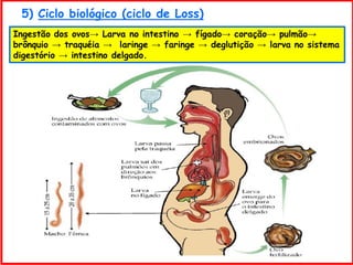 5) Ciclo biológico (ciclo de Loss)
Ingestão dos ovos→ Larva no intestino → fígado→ coração→ pulmão→
brônquio → traquéia → laringe → faringe → deglutição → larva no sistema
digestório → intestino delgado.
 