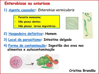 1) Agente causador: Enterobius vermicularis
2) Hospedeiro definitivo: Homem
3) Local de parasitismo: Intestino delgado
4) Forma de contaminação: Ingestão dos ovos nos
alimentos e autocontaminação
Enterobiose ou oxiuriose
Cristina Brandão
• Parasita monoxeno;
• Não possui dentes;
• Não plossui larvas migratórias.
 
