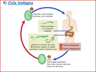 4) Ciclo biológico
 
