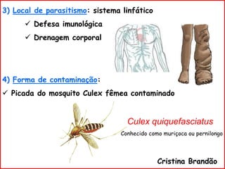 3) Local de parasitismo: sistema linfático
 Defesa imunológica
 Drenagem corporal
4) Forma de contaminação:
 Picada do mosquito Culex fêmea contaminado
Cristina Brandão
Culex quiquefasciatus
Conhecido como muriçoca ou pernilongo
 