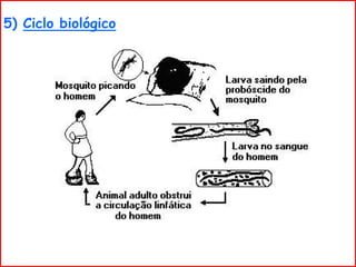 5) Ciclo biológico
 