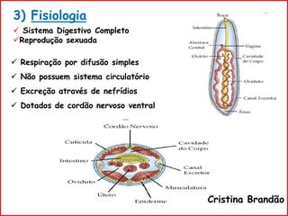 3) Fisiologia
 Sistema Digestivo Completo
Reprodução sexuada
 Respiração por difusão simples
 Não possuem sistema circulatório
 Excreção através de nefrídios
 Dotados de cordão nervoso ventral
Cristina Brandão
 