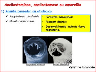 • Parasitas monoxenos;
• Possuem dentes;
• Desenvolvimento indireto-larva
migratória.
Ancilostomíase, ancilostomose ou amarelão
1) Agente causador ou etiológico
 Ancylostoma duodenale
 Necator americanus
Cristina Brandão
 