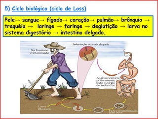5) Ciclo biológico (ciclo de Loss)
Pele→ sangue→ fígado→ coração→ pulmão→ brônquio →
traquéia → laringe → faringe → deglutição → larva no
sistema digestório → intestino delgado.
 