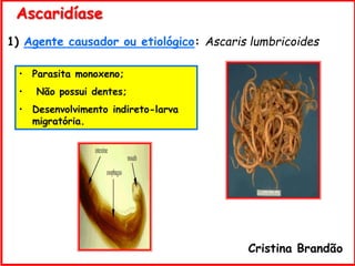 1) Agente causador ou etiológico: Ascaris lumbricoides
Ascaridíase
• Parasita monoxeno;
• Não possui dentes;
• Desenvolvimento indireto-larva
migratória.
Cristina Brandão
 