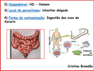 3) Local de parasitismo: intestino delgado
4) Forma de contaminação: Ingestão dos ovos da
Ascaris
2) Hospedeiros: HD - Homem
Cristina Brandão
 