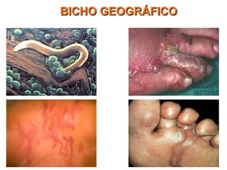 BICHO GEOGRÁFICOBICHO GEOGRÁFICO
 