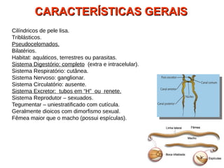 CARACTERÍSTICAS GERAISCARACTERÍSTICAS GERAIS
Cilíndricos de pele lisa.
Triblásticos.
Pseudocelomados.
Bilatérios.
Habitat: aquáticos, terrestres ou parasitas.
Sistema Digestório: completo (extra e intracelular).
Sistema Respiratório: cutânea.
Sistema Nervoso: ganglionar.
Sistema Circulatório: ausente.
Sistema Excretor: tubos em “H” ou renete.
Sistema Reprodutor – sexuados.
Tegumentar – uniestratificado com cutícula.
Geralmente dioicos com dimorfismo sexual.
Fêmea maior que o macho (possui espículas).
 