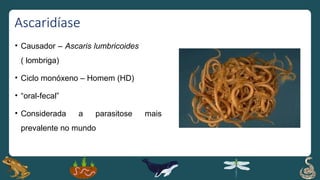 Ascaridíase
• Causador – Ascaris lumbricoides
( lombriga)
• Ciclo monóxeno – Homem (HD)
• “oral-fecal”
• Considerada a parasitose mais
prevalente no mundo
 