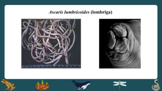 Ascaris lumbricoides (lombriga)
 