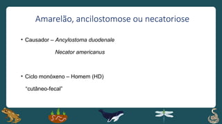 Amarelão, ancilostomose ou necatoriose
• Causador – Ancylostoma duodenale
Necator americanus
• Ciclo monóxeno – Homem (HD)
“cutâneo-fecal”
 
