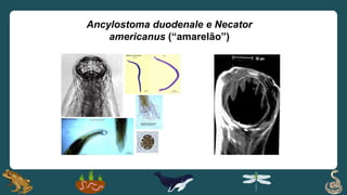 Ancylostoma duodenale e Necator
americanus (“amarelão”)
 