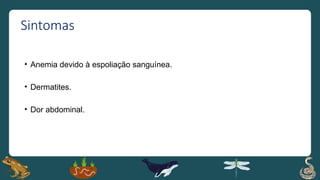 Sintomas
• Anemia devido à espoliação sanguínea.
• Dermatites.
• Dor abdominal.
 