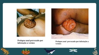 Prolapso anal provocado por
infestação a vermes
Prolapso anal provocado por infestação a
vermes
 