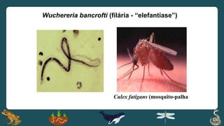Wuchereria bancrofti (filária - “elefantíase”)
Culex fatigans (mosquito-palha)
 