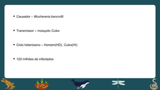  Causador – Wuchereria bancrofti
 Transmissor – mosquito Culex
 Ciclo heteróxeno – Homem(HD), Culex(HI)
 120 milhões de infectados
 