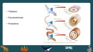 • Triblástico
• Pseudocelomado
• Protostômio
 
